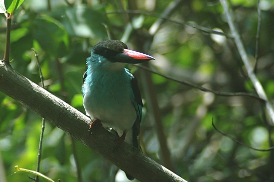 Blue-breasted Kingfisher.jpg